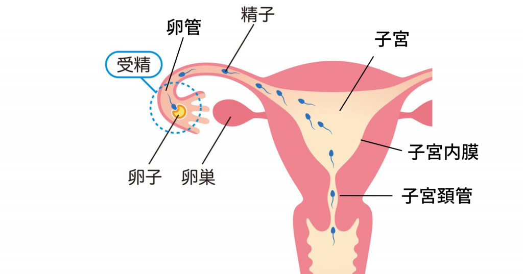 女性の子宮と卵巣の仕組み